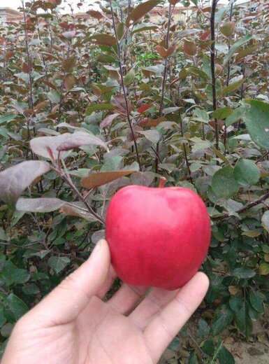 苹果树防鸟网怎么搭_苹果树卡通图片(3)